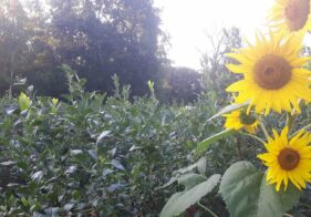 Heidelbeergarten Kolzenburg Garten mit Sonnenblume