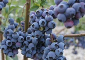 Heidelbeergarten Kolzenburg Heidelbeeren 14